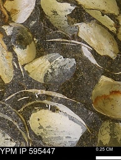 Protocardia sp.