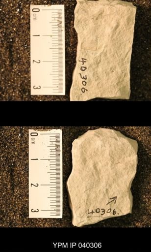 Probnis speciosa