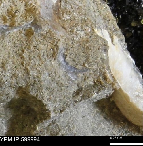undet. Bivalvia