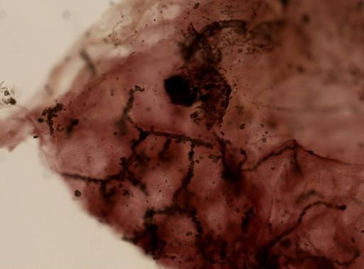 cf. Phyllospongia lamellosa