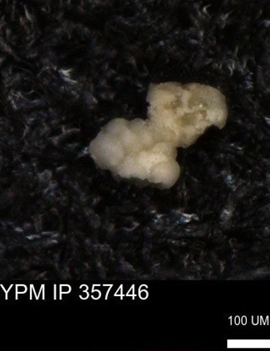 undet. Foraminiferida