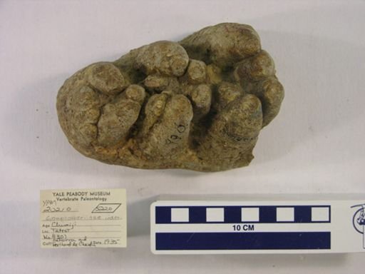 Gomphotheriidae
