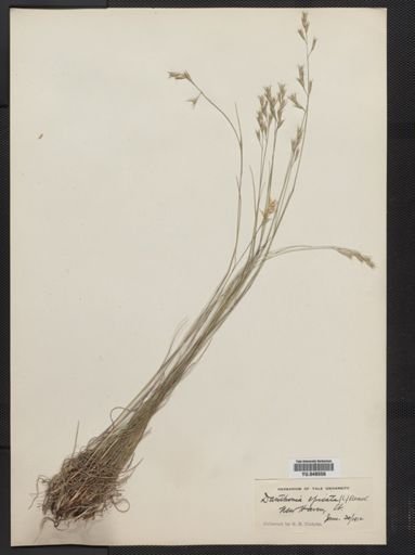 Danthonia spicata