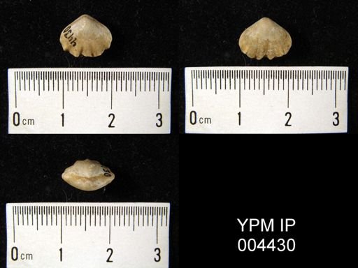 Camerophoria rhomboidea
