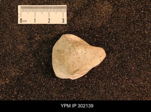 Inoceramus apicalis
