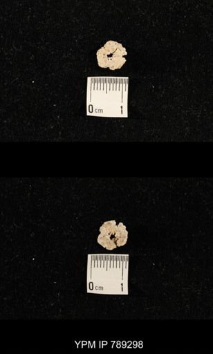 undet. Crinoidea