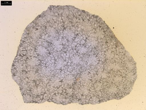 Heliolites interstinctus