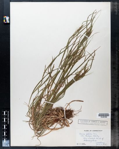 Carex debilis
