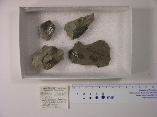 undet. Gnathostomata