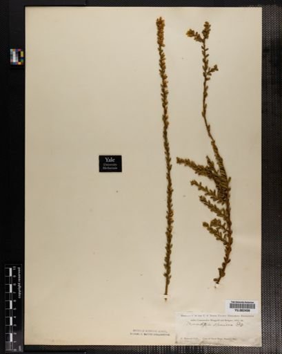 Polygala