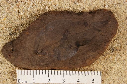 Angiospermopsida