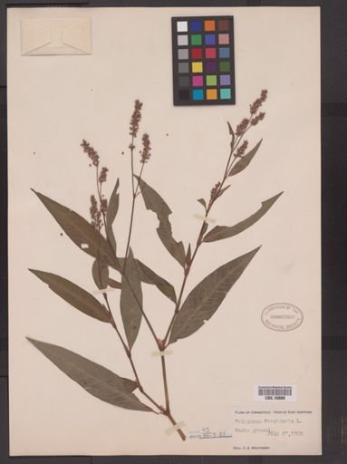 Polygonum persicaria