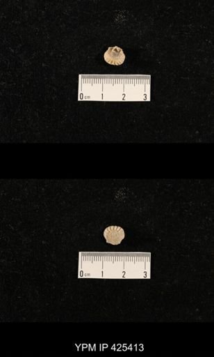 Meekella skenoides