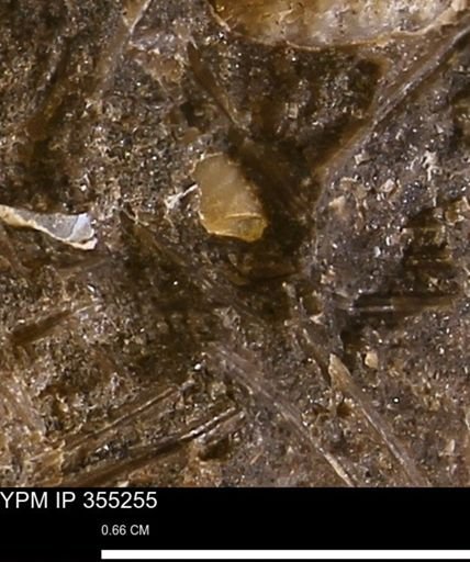 undet. Mollusca