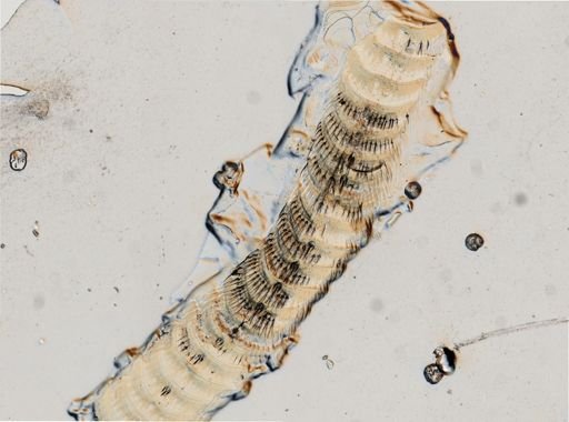 Aeolidia papillosa