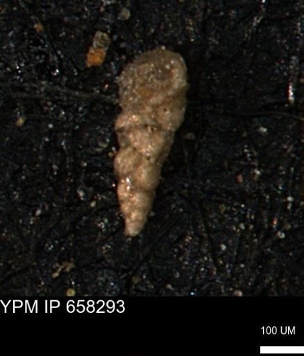 Verneuilinoides kansasensis