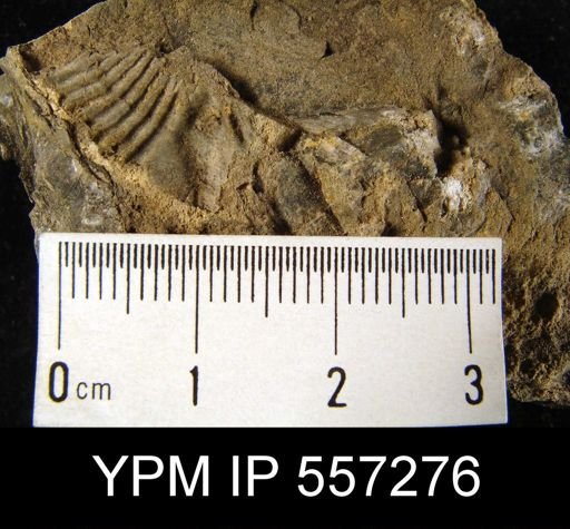 Spirifer concinnus
