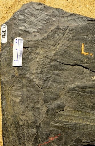 Pecopteris sp.