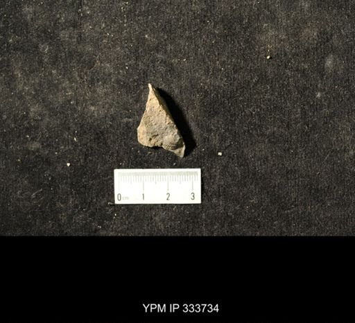 Orthoceras valens