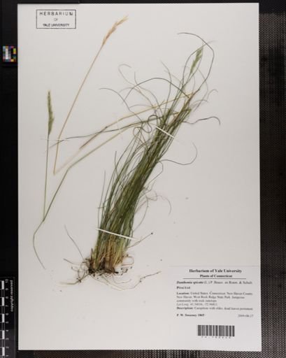 Danthonia spicata