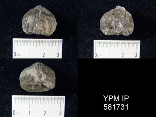 Uncinulus pyramidatus