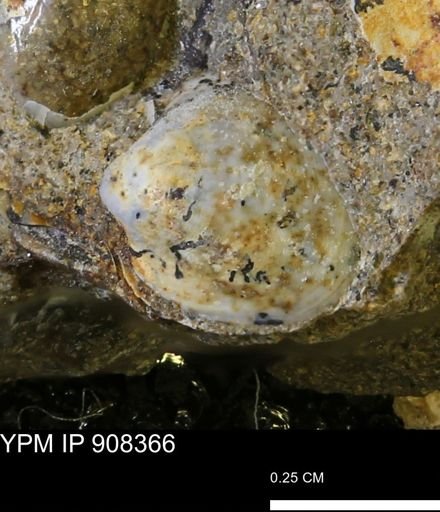 undet. Bivalvia