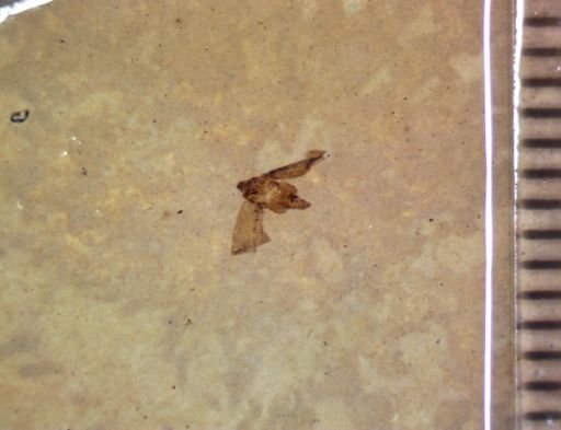 undet. Hemiptera