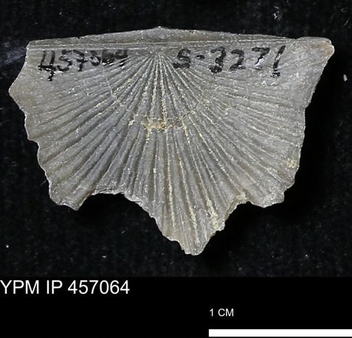Stropheodonta sp.