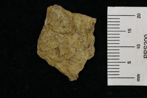 Poikilosakos petaloides