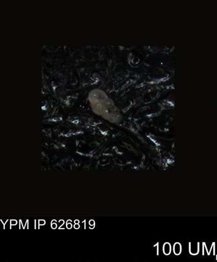 undet. Foraminiferida