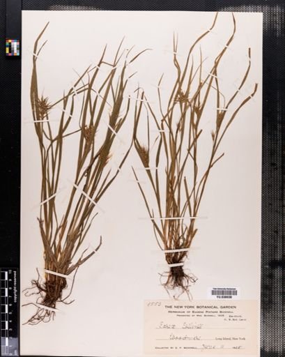 Carex collinsii