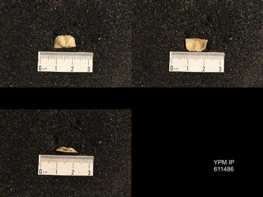 Lissochonetes primarius