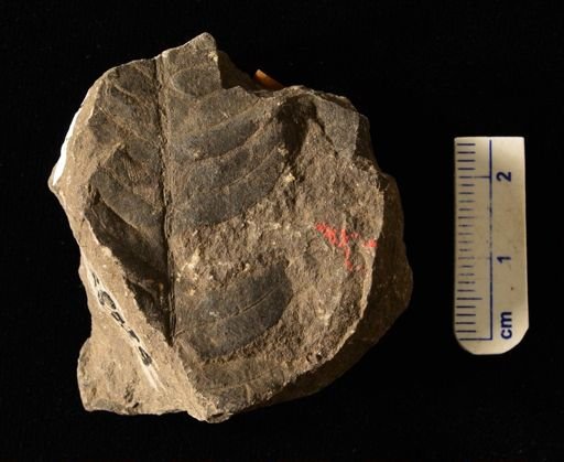 Filicopsida