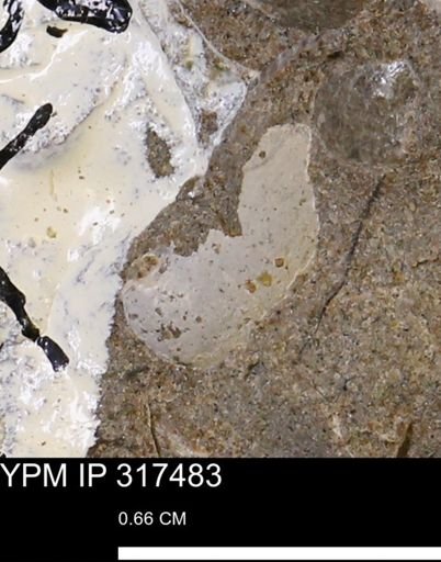undet. Mollusca