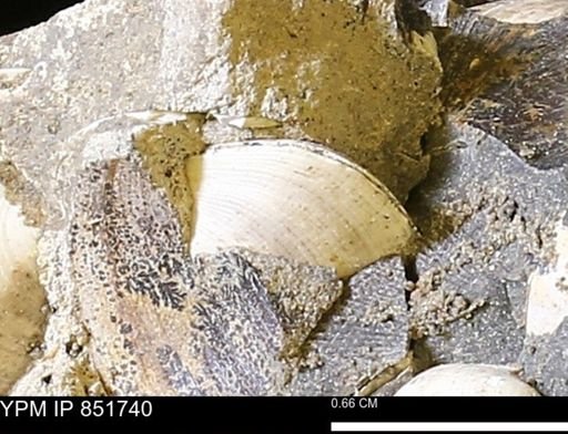 Limopsis striatopunctatus