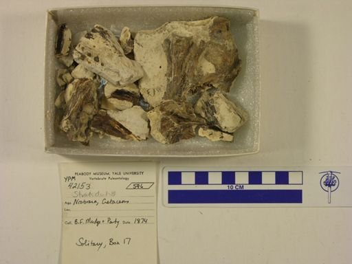 Cimolichthys