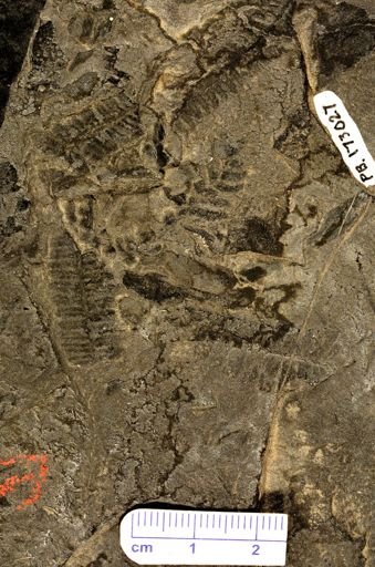 Pecopteris sp.