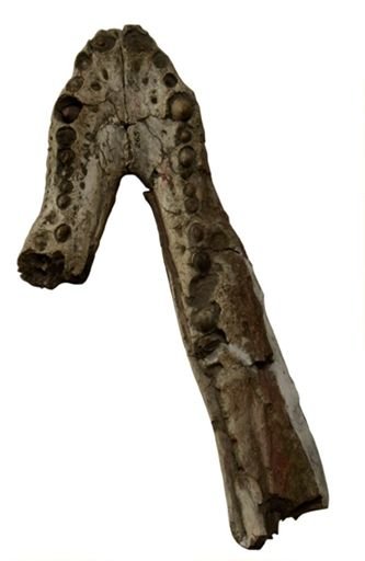 Crocodilus sp.