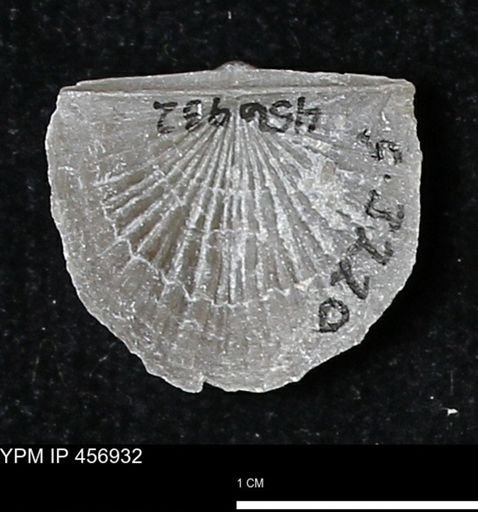 Stropheodonta sp.