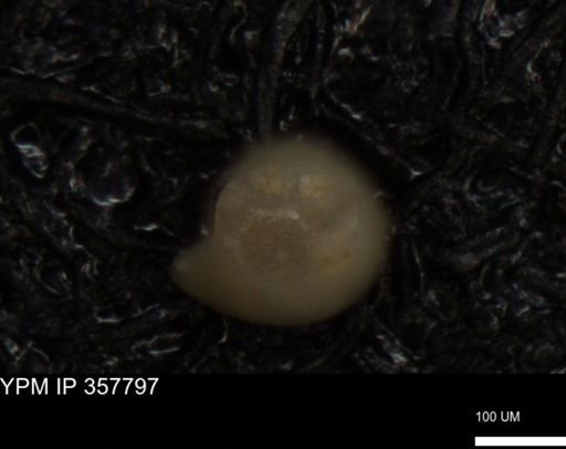 undet. Foraminiferida