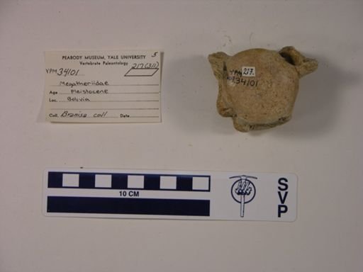 Phyllophaga