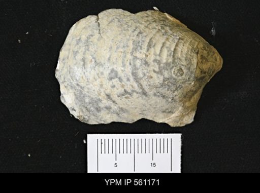 Inoceramus sp.
