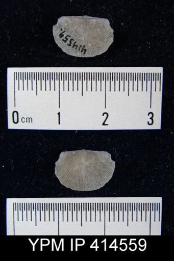 Devonochonetes scitulus?