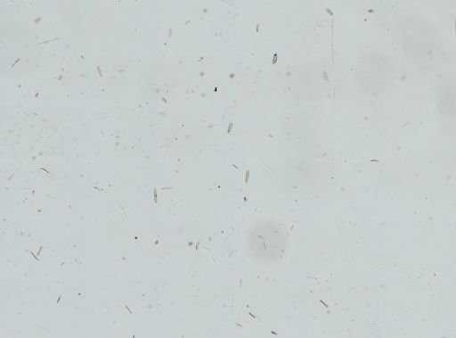 Bacillariophyceae