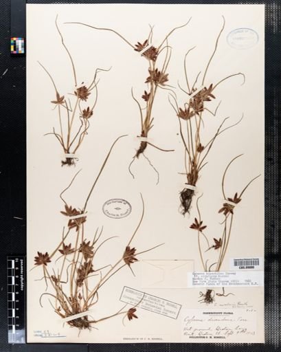 Cyperus bipartitus