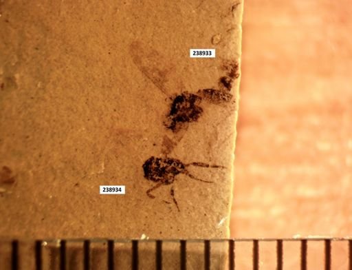 undet. Diptera