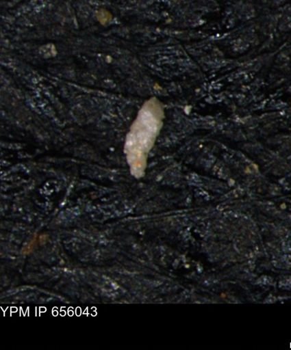 Verneuilinoides kansasensis