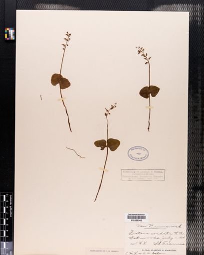 Listera cordata