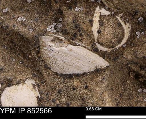 Limopsis striatopunctatus