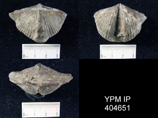 Spinocyrtia granulosa